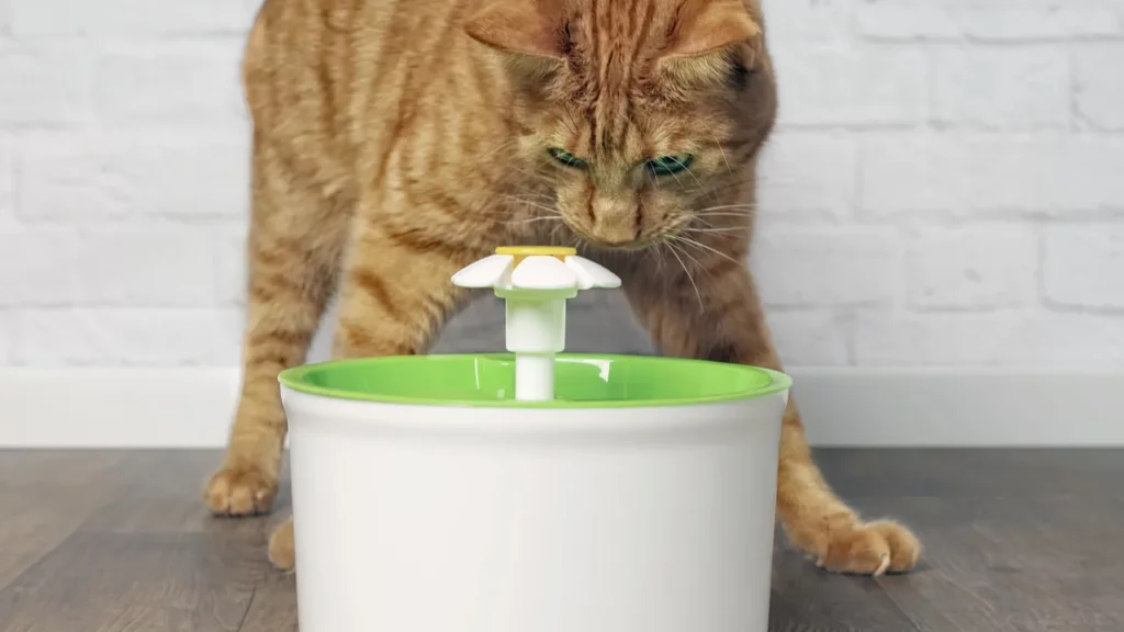 Geriausi automatiniai kačių šėryklai, kurie pagaliau sustabdo pažadinimo skambučius 4 val. ryto – automatiniai namai